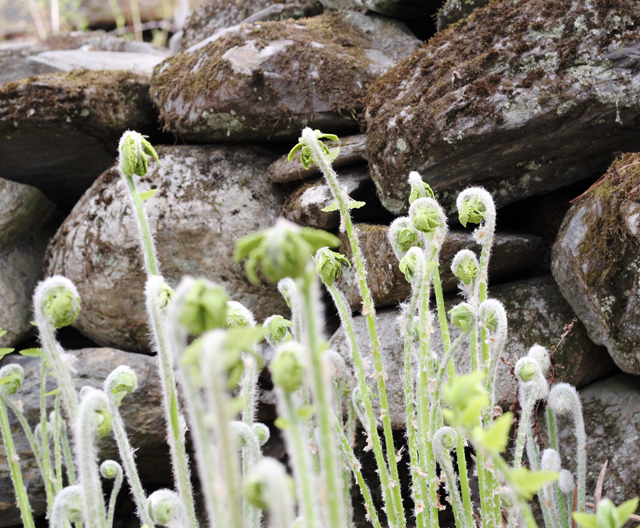 Fiddleheads in Vermont | City and Us blog