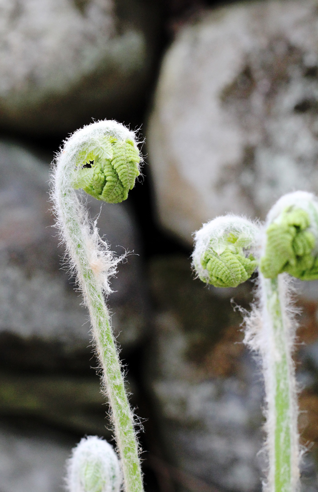 Fiddleheads in Vermont | City and Us blog
