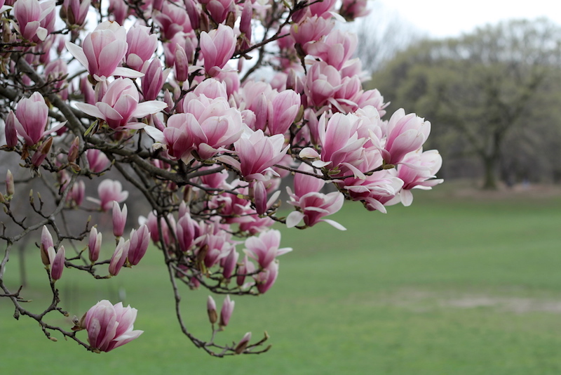 Magnolia Tree, Prospect Park - Happily K blog