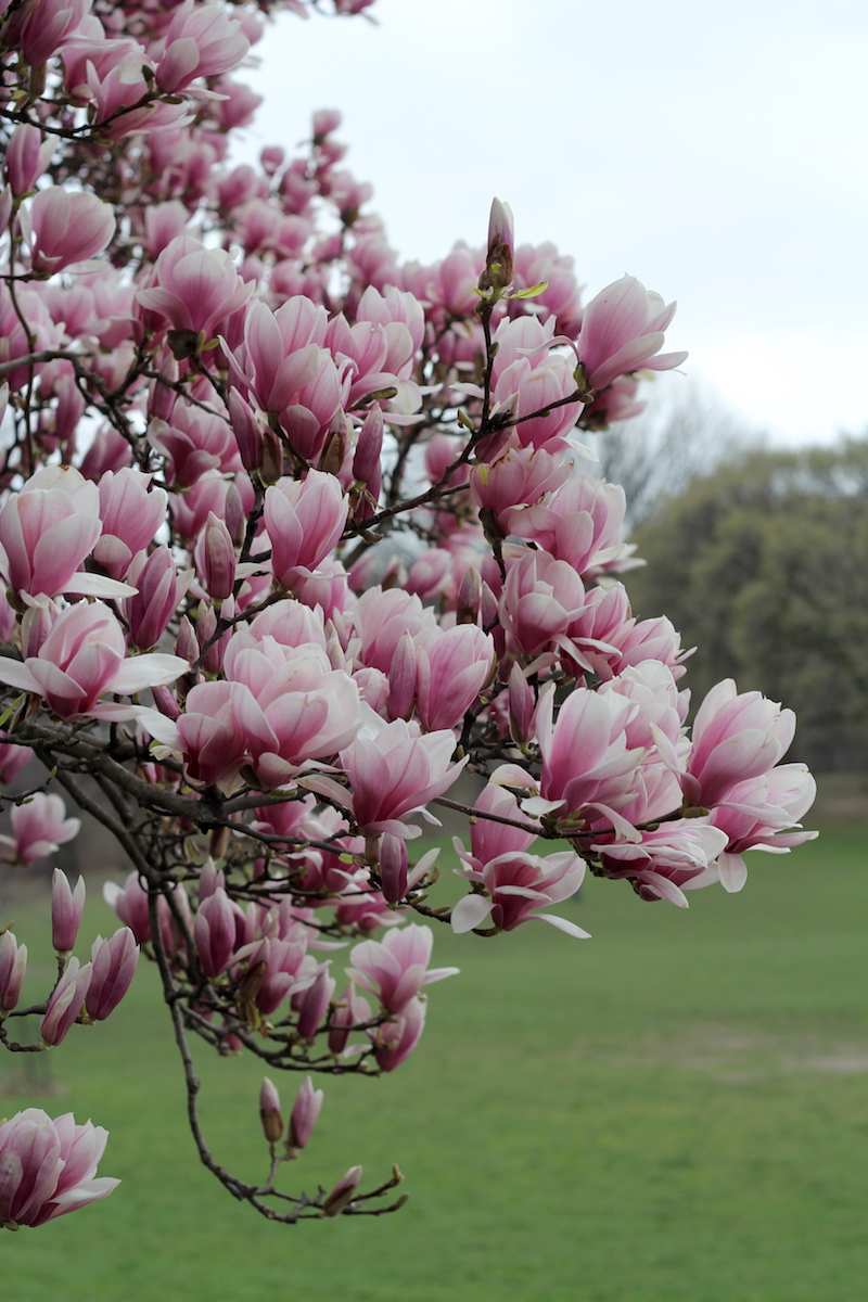 Magnolia Tree blooming in Prospect Park, Brooklyn - Happily K blog