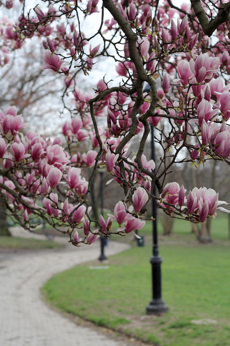 Magnolia Tree in Bloom, Prospect Park - Happily K blog