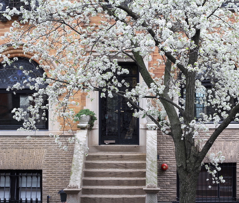 Cherry blossoms blooming in Brooklyn, NY - Happily K blog