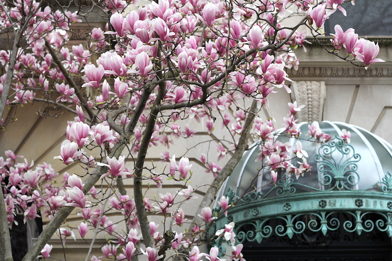 Magnolia Trees blooming, Park Slope, Brooklyn - Happily K blog