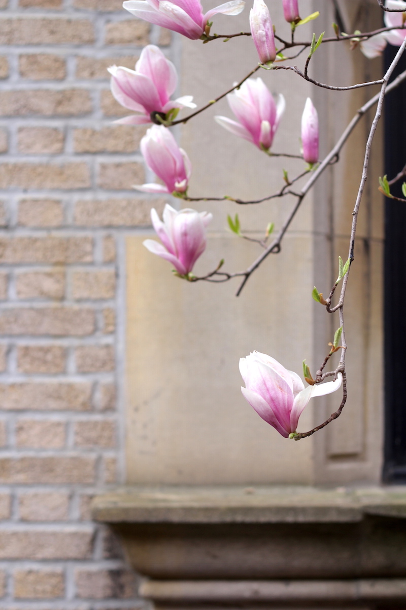 Magnolia Trees blooming in Brooklyn, NY - Happily K blog