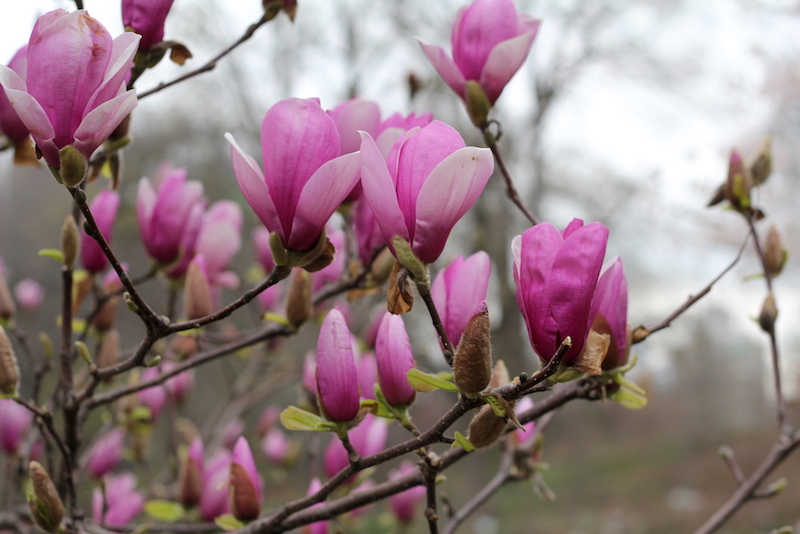 Dark pink magnolia tree - Happily K blog