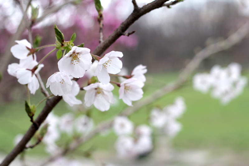Brooklyn's Cherry Blossoms in Bloom - Happily K blog