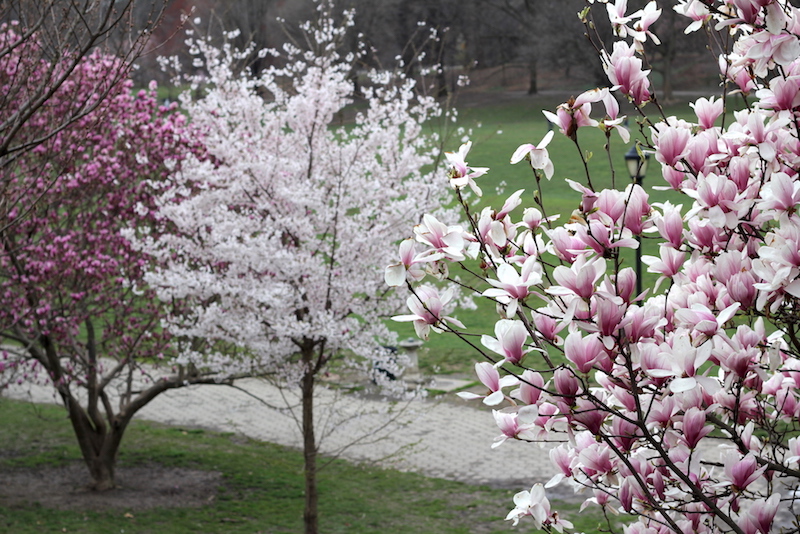 Cherry Blossoms & Magnolia Trees, Prospect Park - Happily K blog
