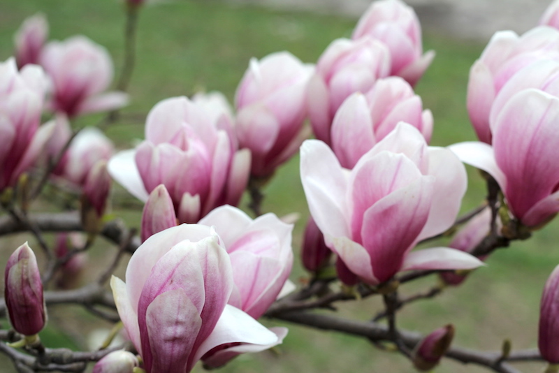 Magnolias in Brooklyn - Happily K blog