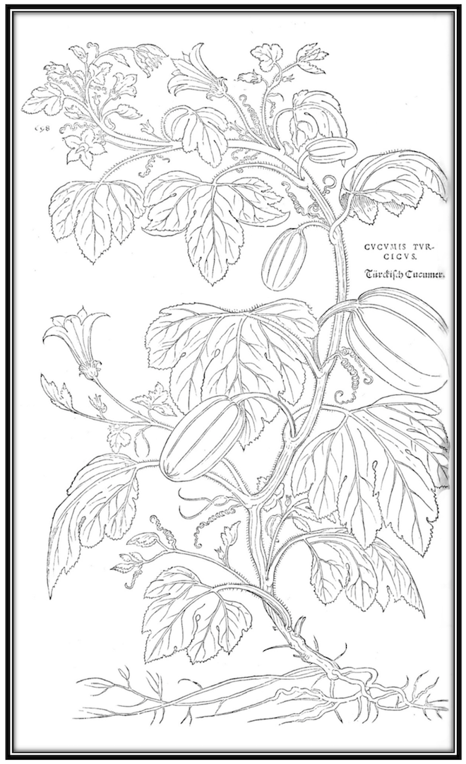 Happily K:plant-coloring-book | Happily K